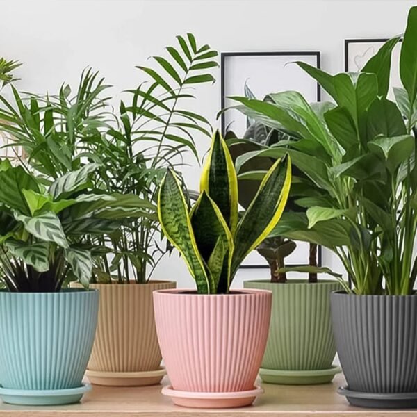 Plastic Flower Pot with Bottom Tray (5 Pcs Set / With Color Box) - Image 3