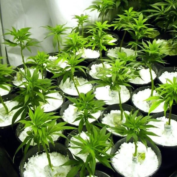 Paradise Perlite for Hydroponics & Horticulture Terrace Gardening Soil - Image 4