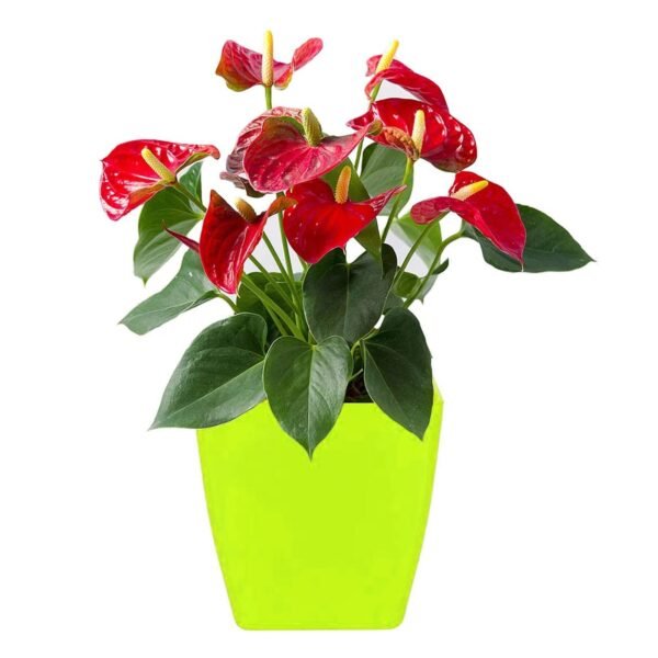 Flower Pots Square Shape For Indoor / Outdoor Gardening - Image 4